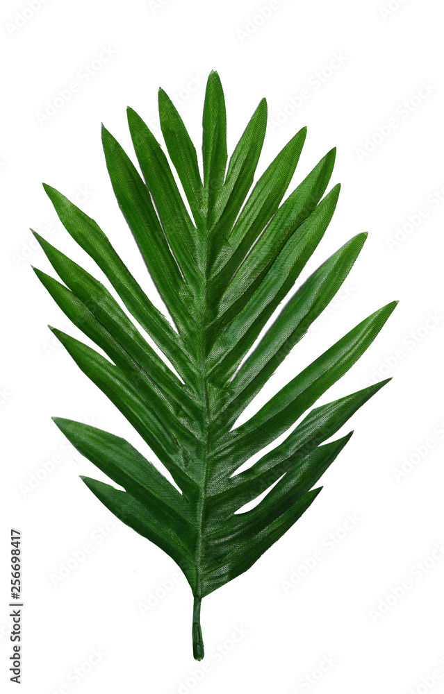 Obraz premium Leaf of tropical greens on a white background