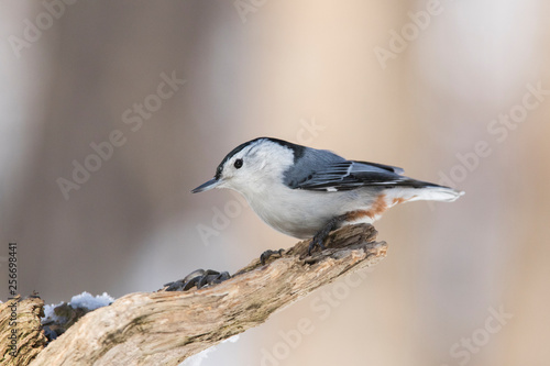 white breasted nuthatch in winter
