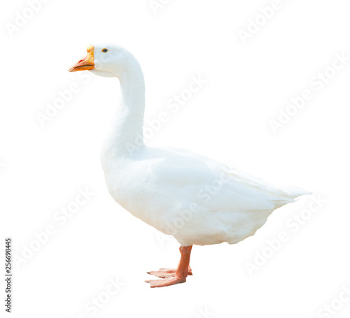 A white goose, isolated on white background