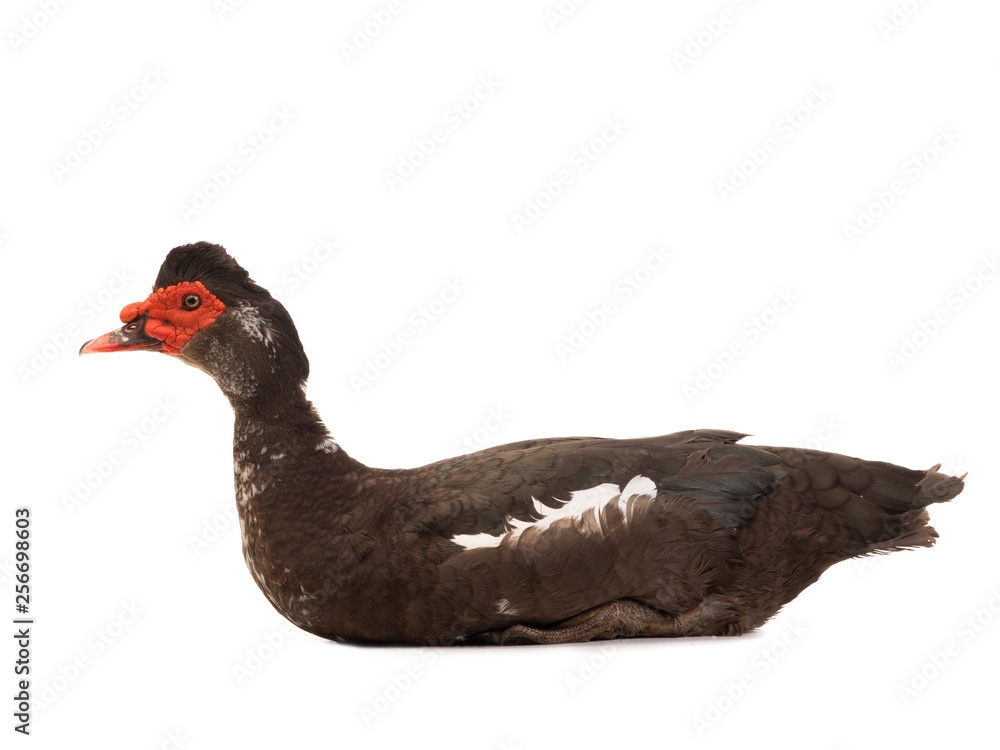 cairina moschata duck large chocolate cairina moschata duck large chocolate