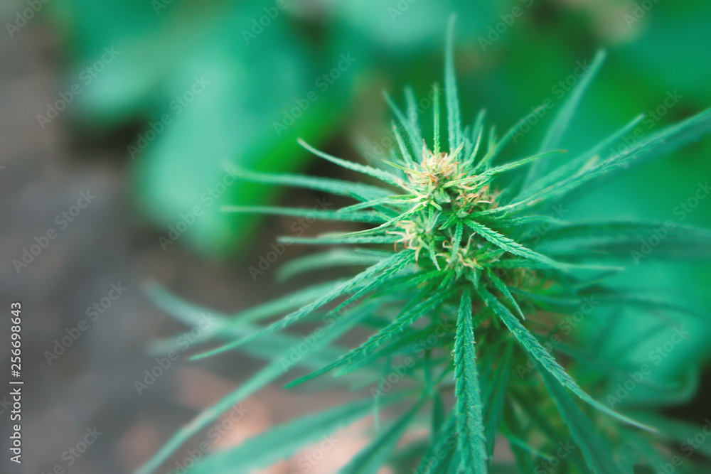 CBD Cannabidiol cannabis has antipsychotic effects. Medical hemp concept. Beautiful background green cannabis flowers copy space