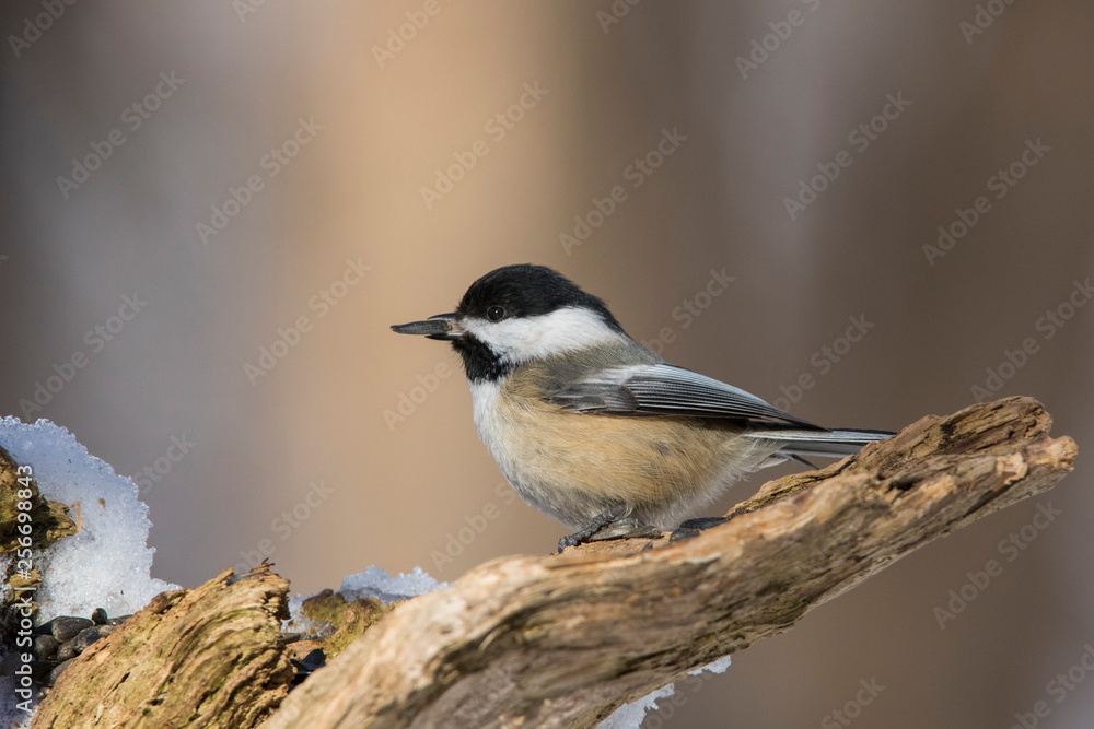 Black-capped chickadee (Poecile atricapillus) portrait Black-capped chickadee (Poecile atricapillus) portrait