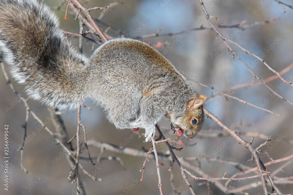 Obraz premium Sciurus carolinensis, common name eastern gray squirrel in winter
