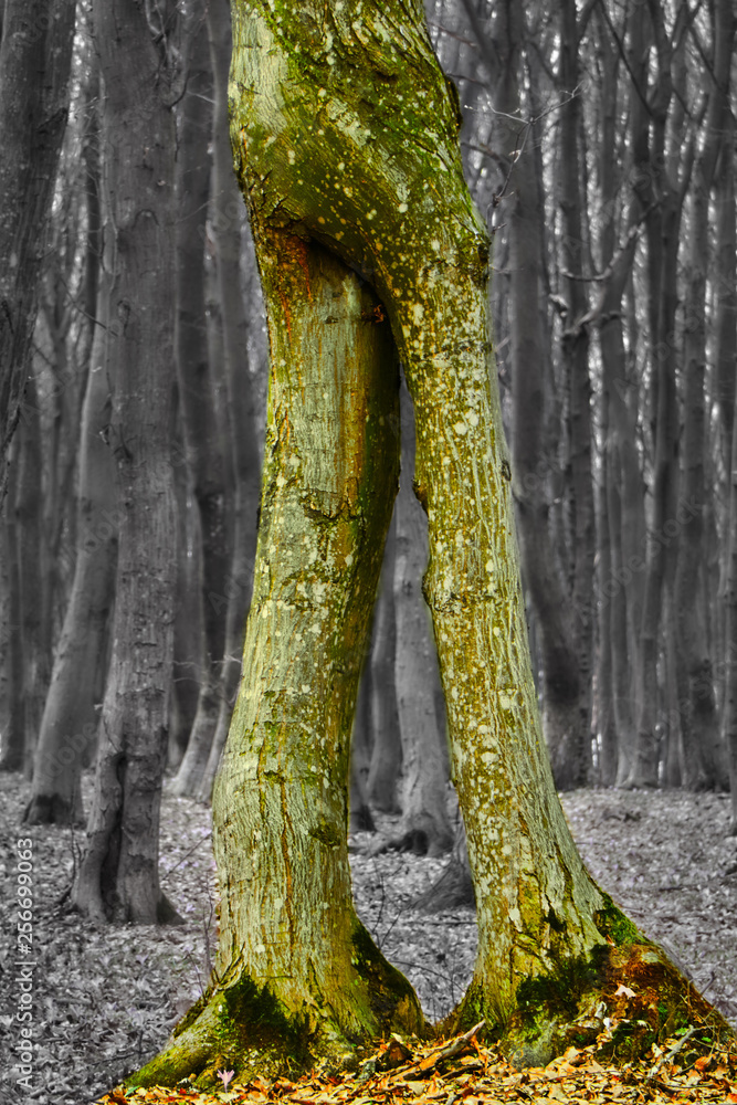 tree trunk as human legs , magic tree Stock Photo
