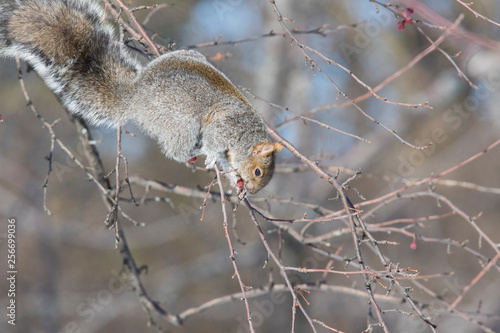 Sciurus carolinensis, common name eastern gray squirrel  in winter