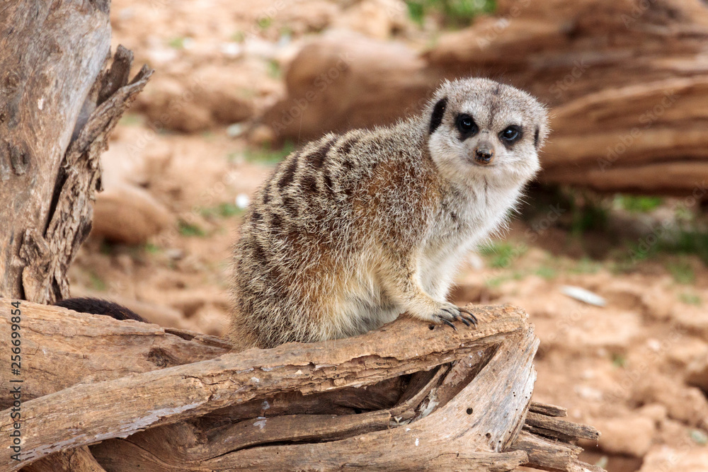 Fototapeta premium Suricate (Suricata suricatta) at zoo park