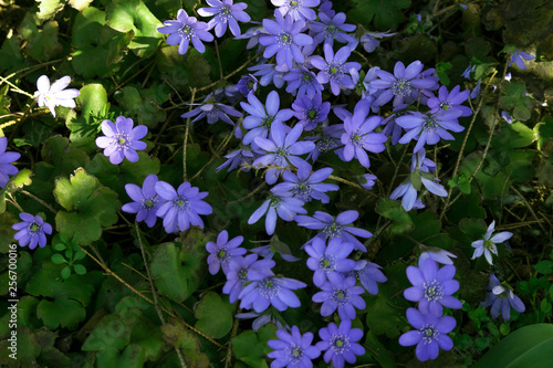Leberblümchen