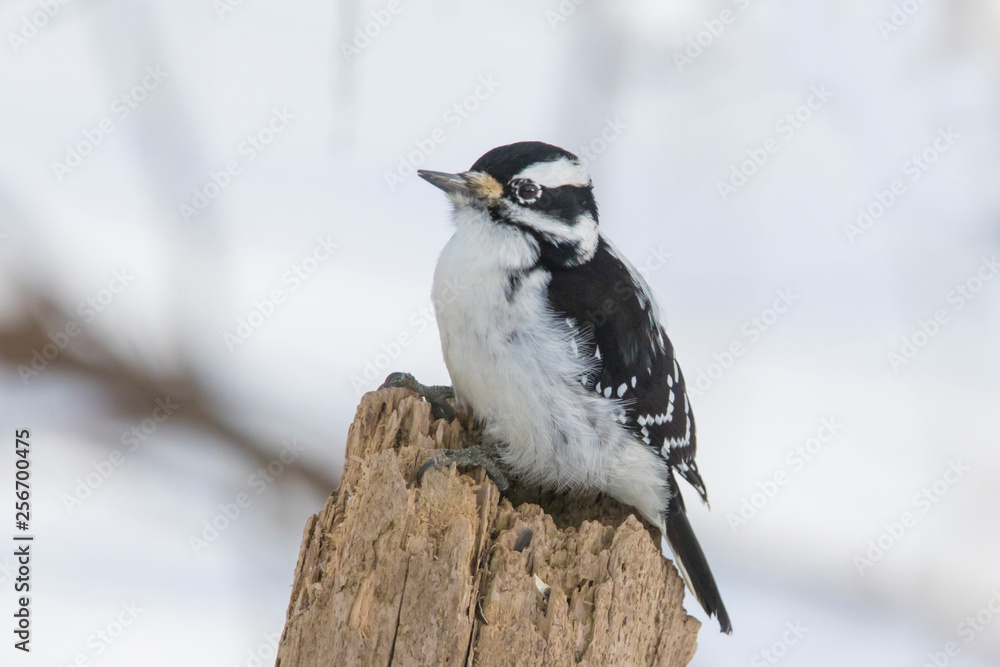 Obraz premium hairy woodpecker in winter