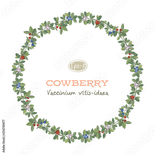 Vector round frame of cowberry leaves, flowers and berries with space for text