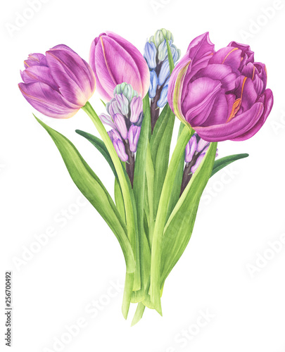 Flowers bouquet with tulips and hyacinths, watercolor painting. For design cards, pattern and textile.