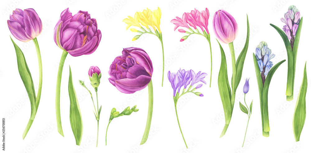 Clipart with tulips, freesia and hyacinths, watercolor painting. For design cards, pattern and textile.