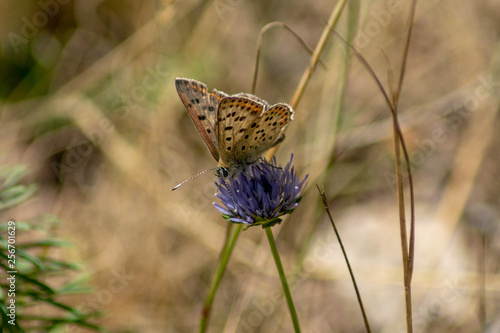 Makroaufnahme Hauhechel Bläuling ( Polyommatus icarus ) Schmetterling auf einer blauen Blume