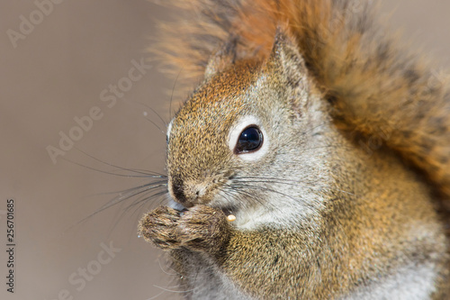 American Red Squirrel (Tamiasciurus hudsonicus) in winter