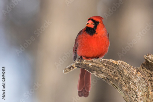 Male Northern Cardinal in winter 