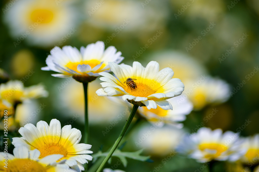 Honey Bee searching for food in yellow core of a white flower petals in a garden with scenic beauty Honey Bee searching for food in yellow core of a white flower petals in a garden with scenic beauty