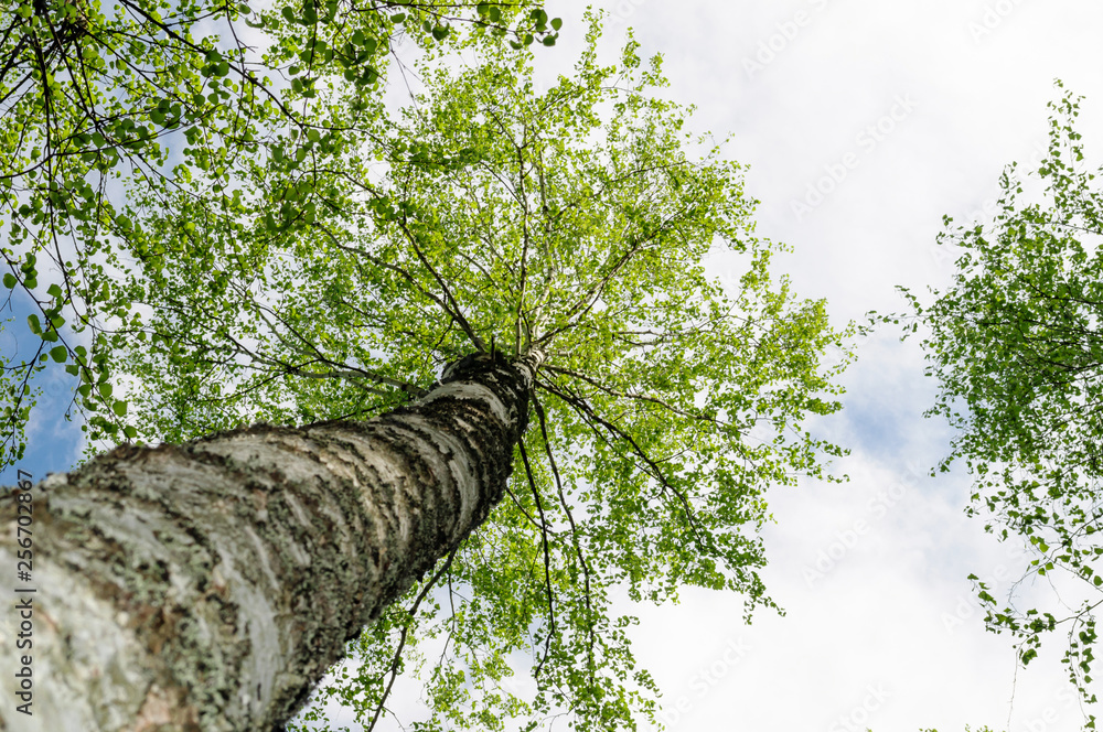 Fototapeta premium The trunk of a birch and the young green foliage.