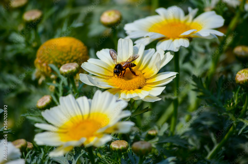 Honey Bee searching for food during spring in yellow core of a white flower petals for pollination in park garden Honey Bee searching for food during spring in yellow core of a white flower petals for pollination in park garden