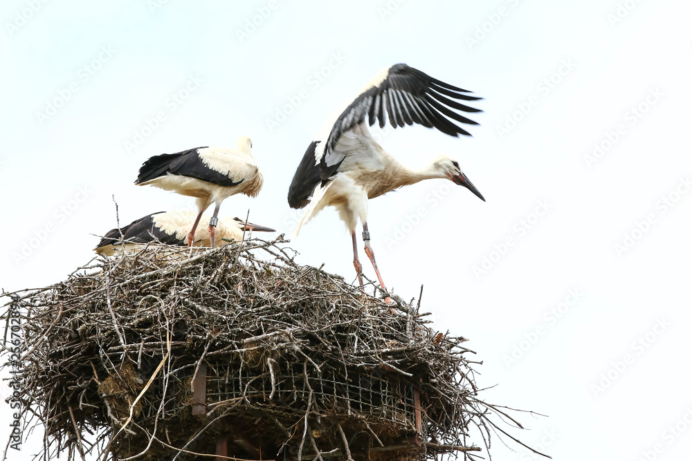 Fototapeta premium Junger Weißstorch lernt fliegen, Ciconia ciconia