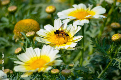 Honey Bee searching for food during spring in yellow core of a white flower petals in a garden with scenic beauty