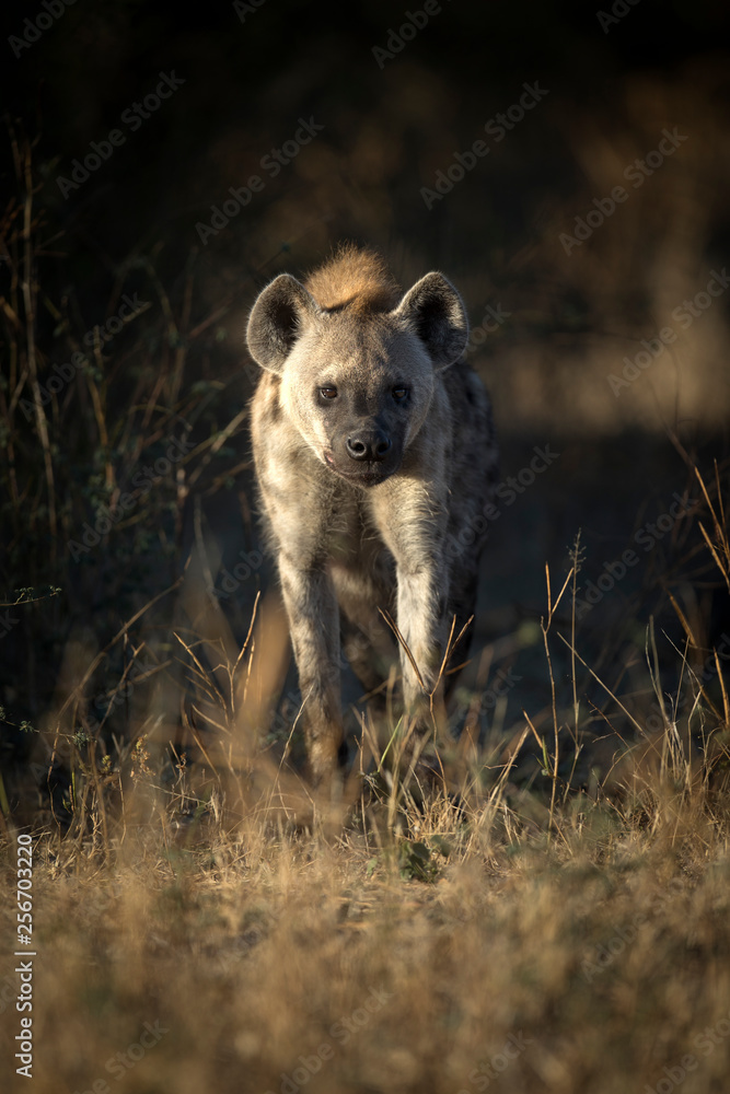 Fototapeta premium Hyena portrait