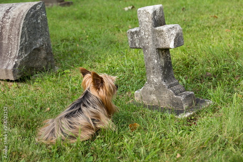 Aging Yorkshire Terrier lying down in cemetery guarding child grave marked with stone cross