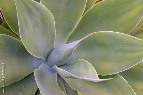 Wallpaper Mural Teneriffa im Februar 2019 Kanaren kanarische Inseln Insel Tenerifa Canarias Islas Torontodigital.ca