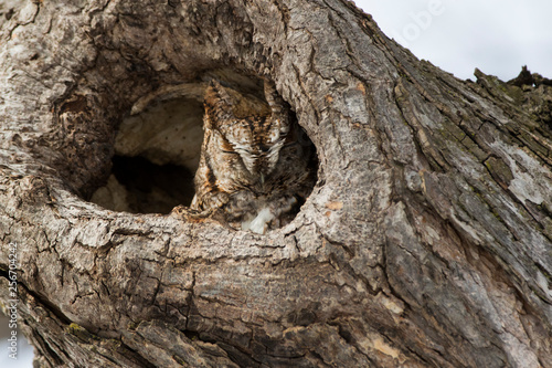  The master of camouflage, Eastern Screech Owl (Megascops, asio)