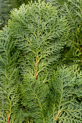 Orientali Arborvitae or Chimese Arborvitae  pine tree leaves background and texture.