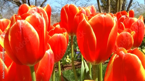 Close-up of red tulips in flower garden.