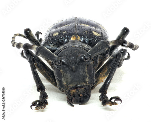 Head of adult citrus long-horned beetle