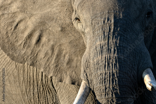 Portrait of a Elephant