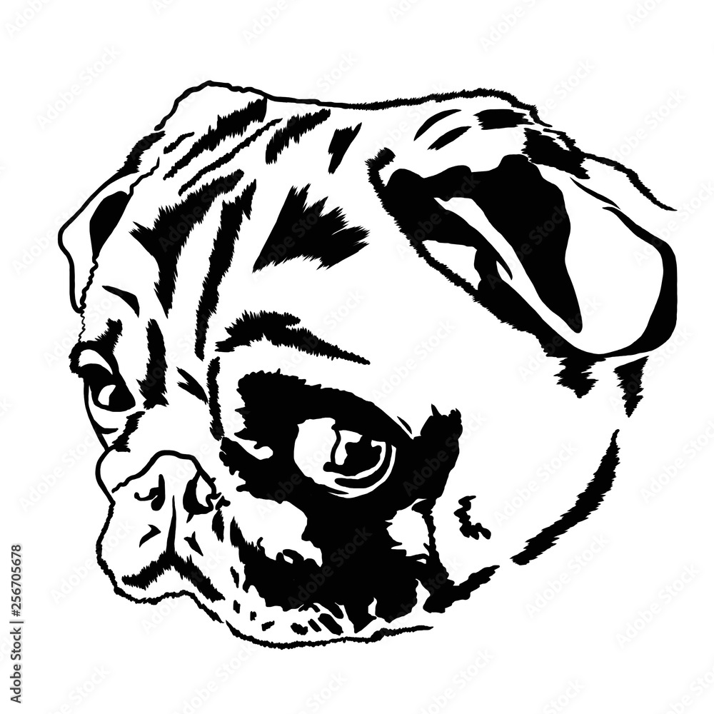 Decorative portrait of pug. Illustration in black color on white background