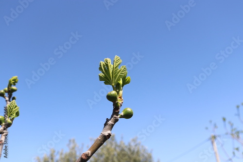 Tree Figs Graduation fruit Small With Leaves Green