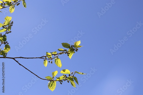 Tree Morus alba the White. Graduation fruits Morus alba Small In a tree. green leaves on a tree