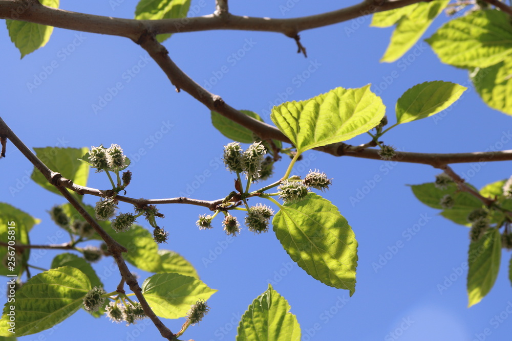 Tree Morus alba the White. Graduation fruits Morus alba Small In a tree. green leaves on a tree