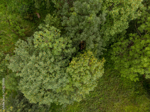 Birdseye