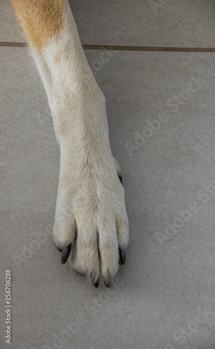 Front leg and paw of a domestic pet dog isolated on a grey tiled floor image with copy space in portrait format