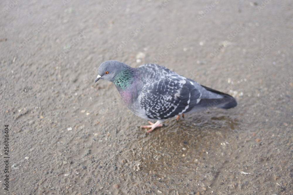 Obraz premium pigeon on the beach
