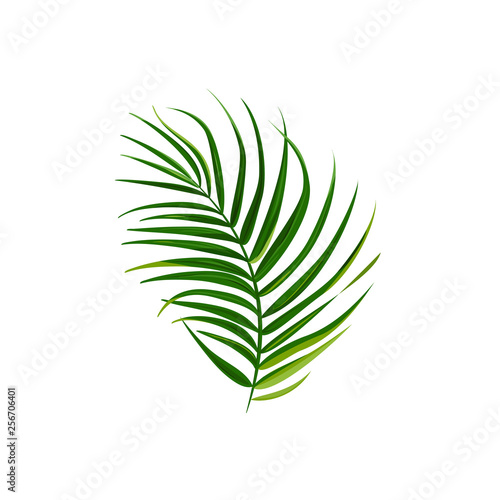 Single isolated palm leaf. Bright vector illustration.