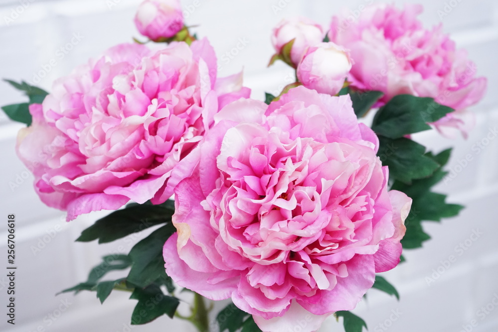 peonies pink