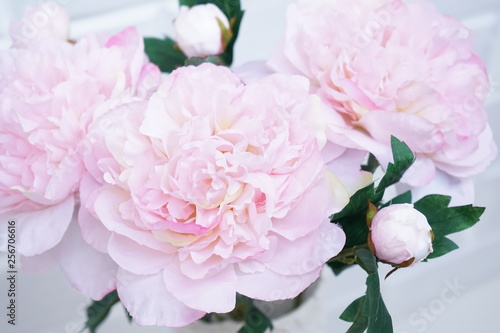 peonies pink