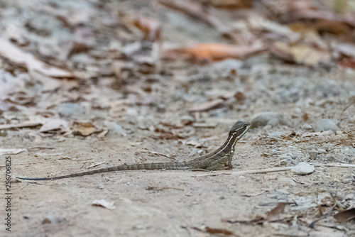 Little lizard  Anolis oxylophus  standing in Costa Rica