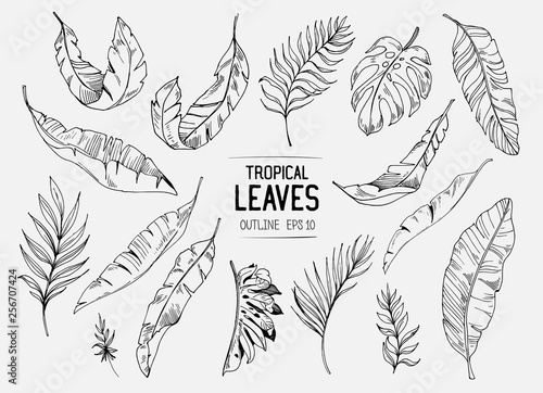 Set of tropical leaves. Hand drawn sketches traced in vector