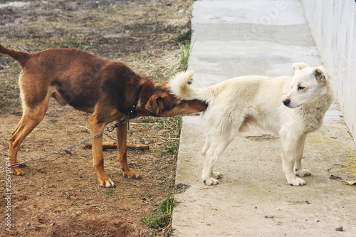 Two dogs on the street