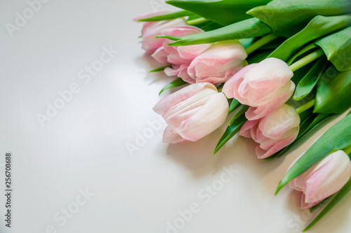Fototapeta Naklejka Na Ścianę i Meble -  Bouquet of flowers. Pink tulips on white background with copy space for greeting message. Valentine's Day and Mother's Day background. Holiday mock up with tulip flowers. Spring flowers for holiday.