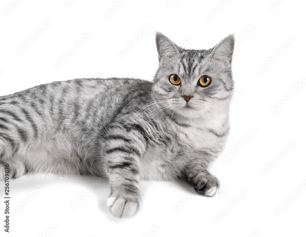 Cute gray scottish cat, close portrait on white background, isolated 