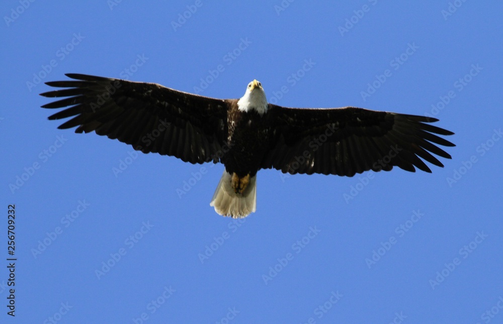 Obraz premium Bald Eagle