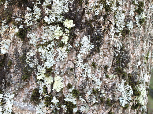 Ecorce lichens