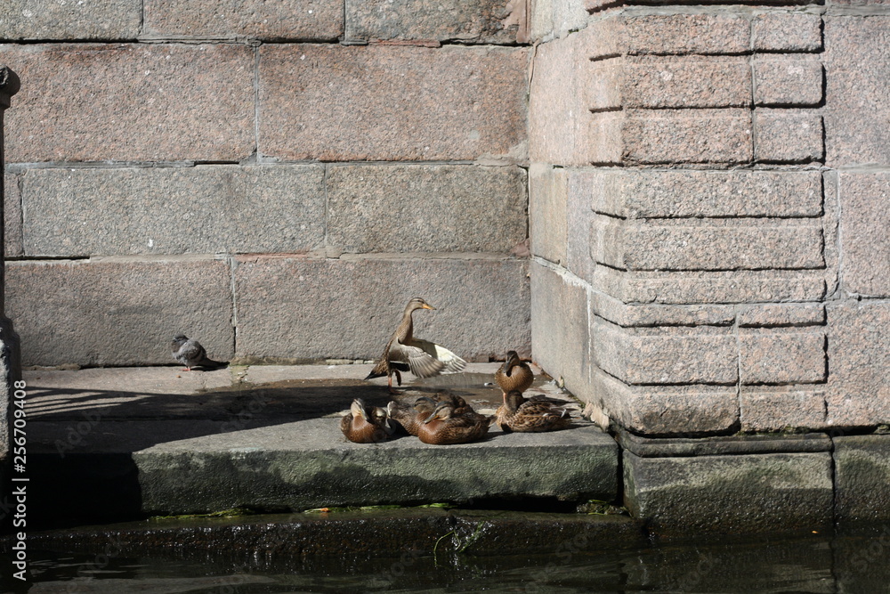 ducks on the steps