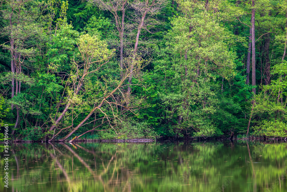 Wald spiegelt sich in einem kleinen See, Schleswig-Holstein Wald spiegelt sich in einem kleinen See, Schleswig-Holstein
